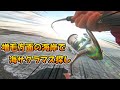 増毛方面の海岸で海サクラマス探し