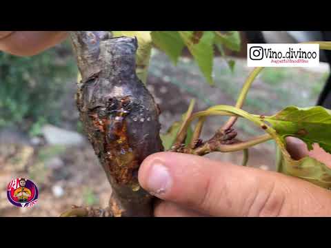 Video: Informazioni sull'albero di Soapberry - Diversi tipi di alberi di Soapberry per il paesaggio