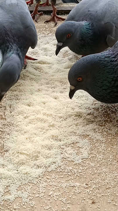 Birds Feeding ASMR #birds #pigeon #shorts