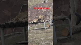 Зоопарк Алматы. At the Almaty zoo #shorts #almaty #zoo #lion #лев #зоопарк #казахстан #алматы #views