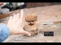 Teddy Bear Face Pomeranian
