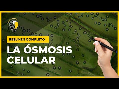 Video: ¿Qué solución causa la ósmosis en una célula?