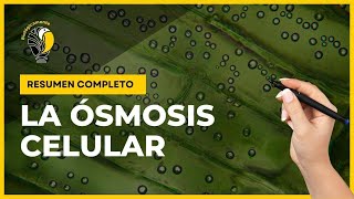 ÓSMOSIS 👉 Soluciones hipotónicas, isotónicas e hipertónicas 👌