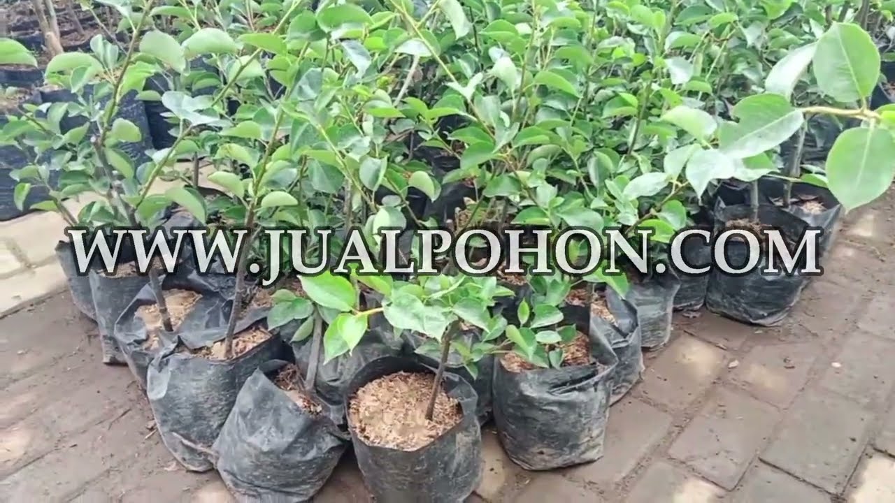 Solusi Terbaik untuk Kebun Anda: Bibit Pir Hijau