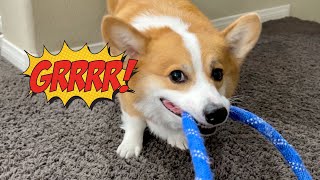 Dog Shows Off His Favorite Toys!