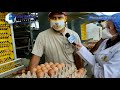 1era parte: Granja Avícola Ebenezer  líder en producción de huevos para el consumo