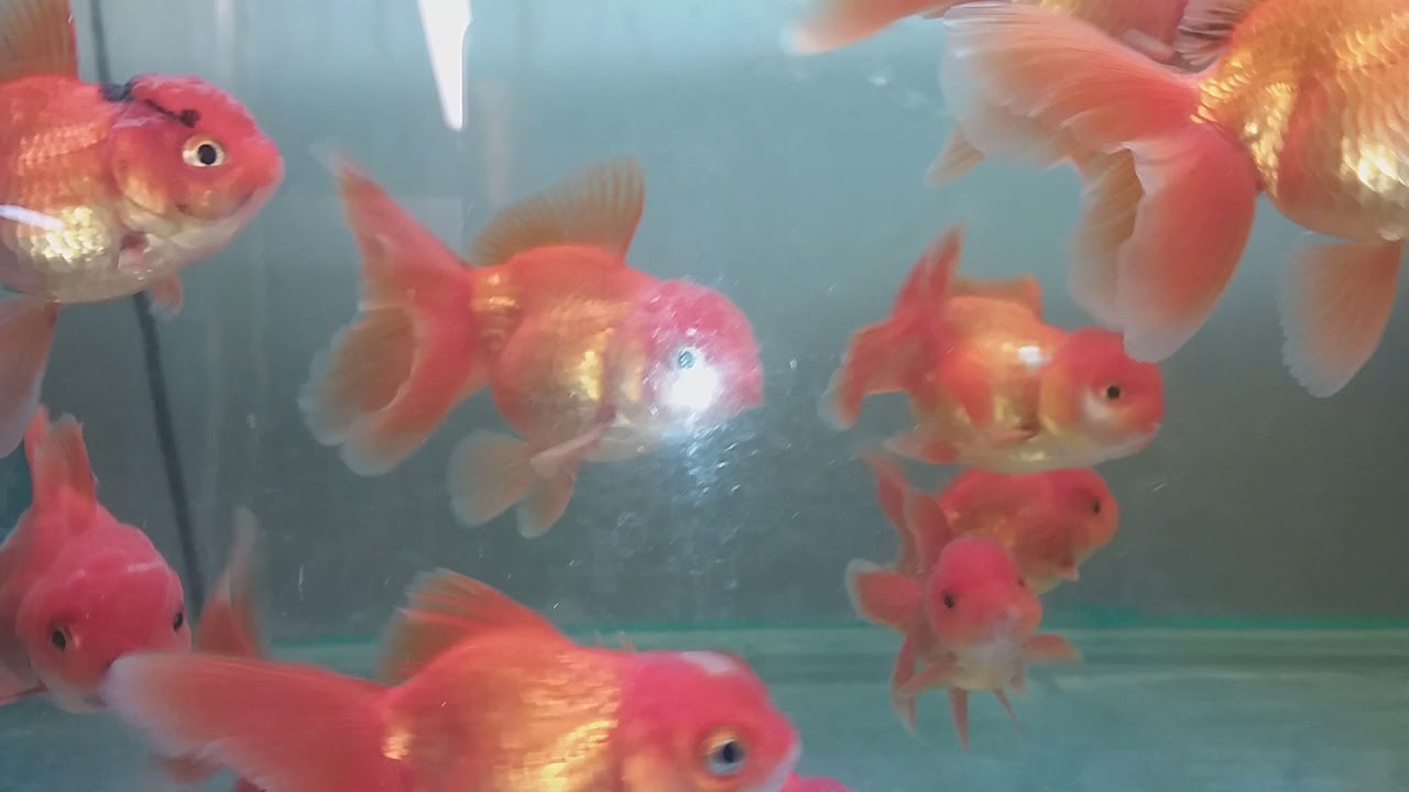 Oranda S Size
