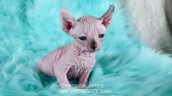 Watch the video about **"Meet Spottie Dottie