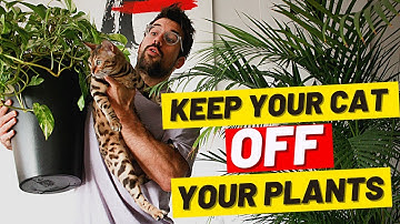 Try these to STOP a CAT from CHEWING PLANTS