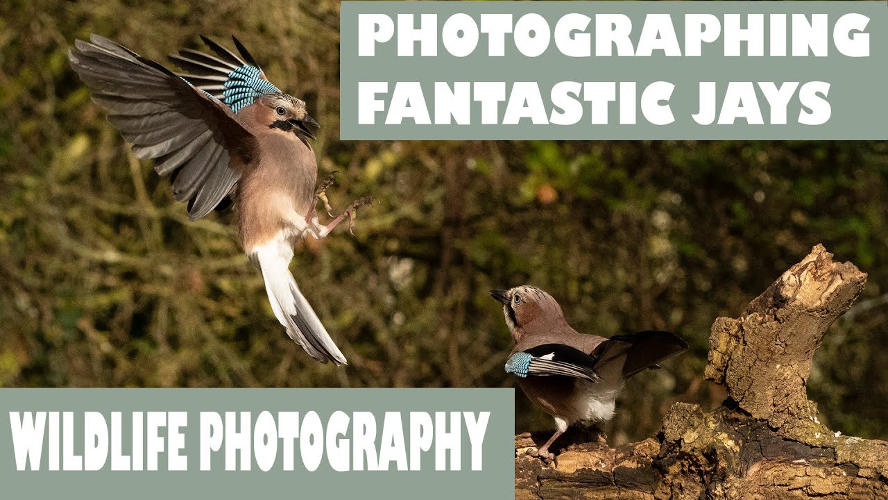 PHOTOGRAPHING FANTASTIC JAYS/UK BIRD PHOTOGRAPHY YouTube