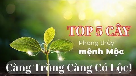 5 loại cây phong thủy tốt nhất cho người mệnh Mộc – vừa dễ trồng, vừa giúp cải thiện vận khí