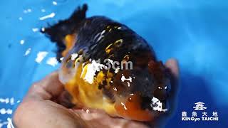 スモールテール五色蘭鋳 中国金魚 江戸錦 13cm - YouTube