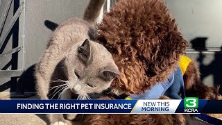 Consumer Reports: Bestrated pet insurance for your best friend