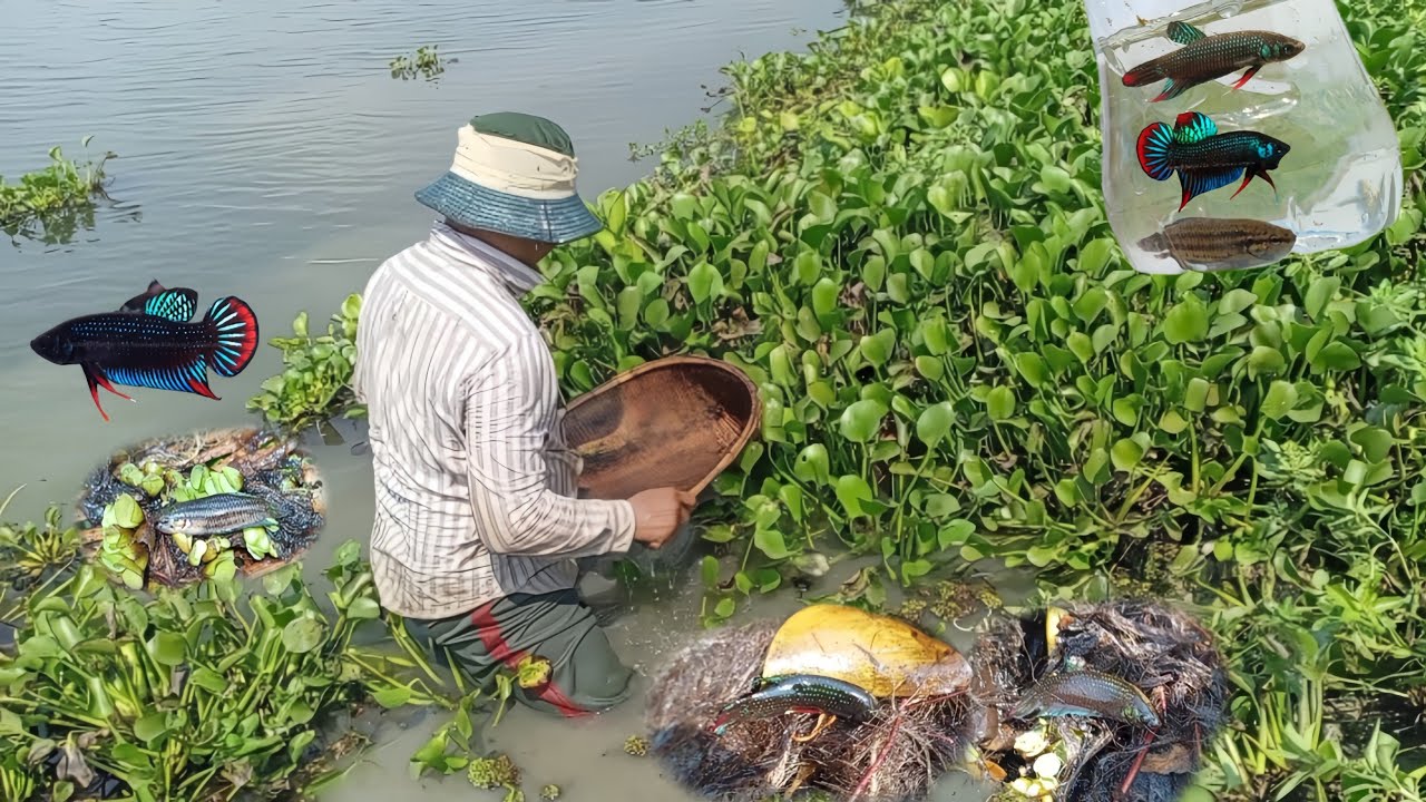 មករកត្រីក្រឹម ខ្មែរ​ Come find Khmer fish03