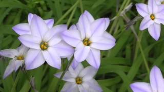 Springstar (Ipheion uniflorum)