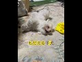 朝からぐだぐだしてるマルチーズのココ君😆何をしたいんだろうか?#マルチーズ犬 #4ds動物整体