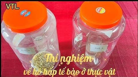 Thí Nghiệm Về Hô Hấp Tế Bào Ở Thực Vật | KHTN 7 | Kết Nối Tri Thức Với Cuộc Sống