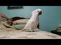 Onni Cockatoo Thinks He Is Chicken Getting Ready For Bed