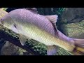 Cairns Aquarium