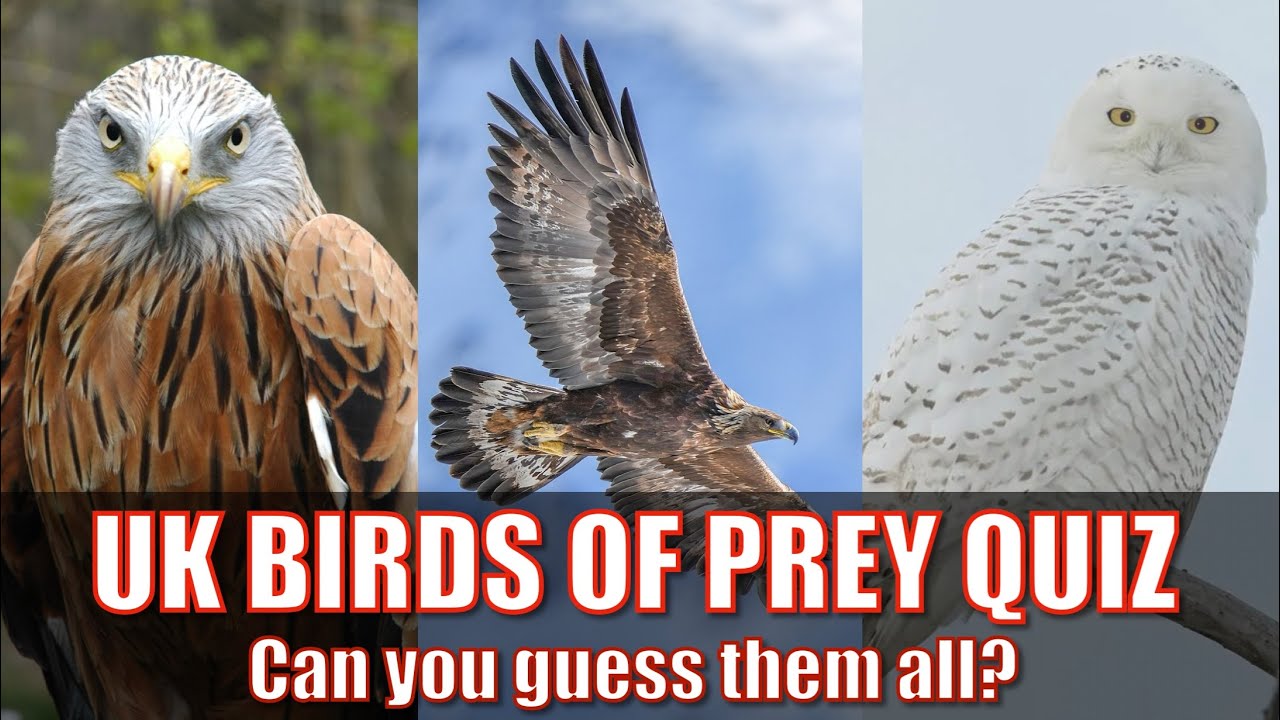 UK Birds Of Prey Quiz 🇬🇧 🦅 - YouTube