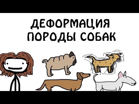 Видео: Можете ли вы сказать разницу между этими породами собак?