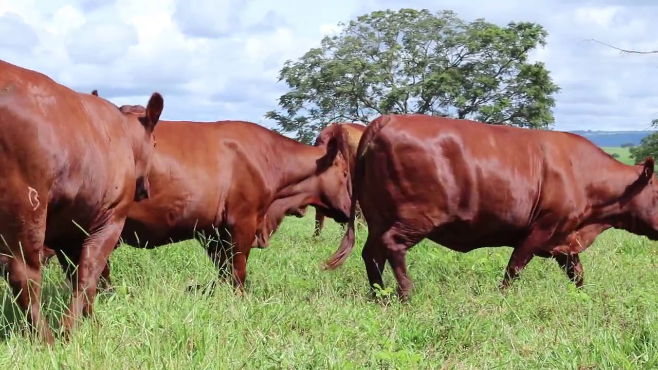 Doadoras Bonsmara Barra Grande