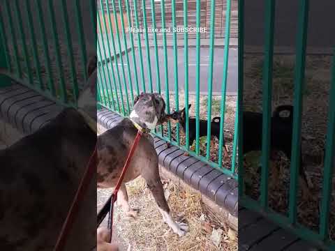 American Bull Dane meets a Manchester Terrier.