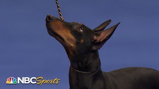 National Dog Show 2022: Terrier Group (Full Judging) | NBC Sports screenshot 5