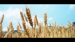 做农业股、农产品期货想要盈利必须了解的农产品价格变化规律