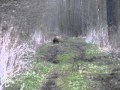 Hunting Wild Boars in Poland Polowanie na dziki Chasse aux Sangliers Wildschweine Jagd - Caza Jabali