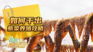 海上菜园的紫菜为何离奇消失？在水里时间长了竟会导致紫菜减产？「田园帮帮团」20240411 | 农业致富经 Agriculture And Farming