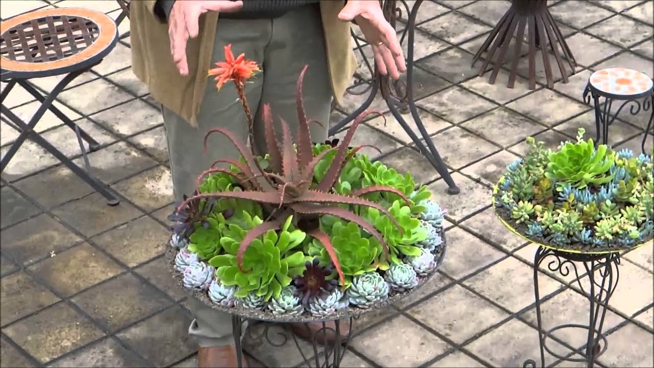 Succulent Dish Gardens Attila's Way   Part 2