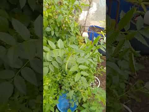 Heritage raspberries