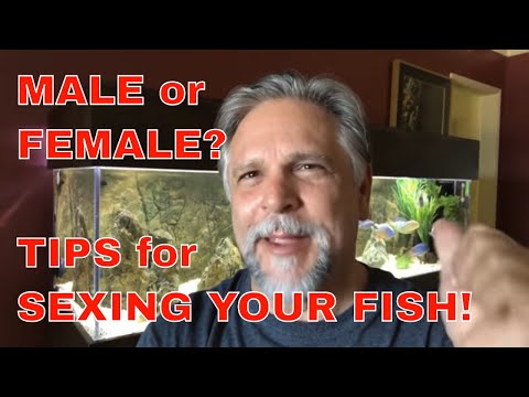 Video: How To Find Out The Sex Of A Fish