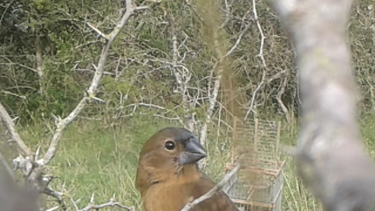 CAZERIA DE PICHON MANCHADO DE REINA