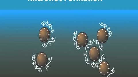 The Flocculation Process