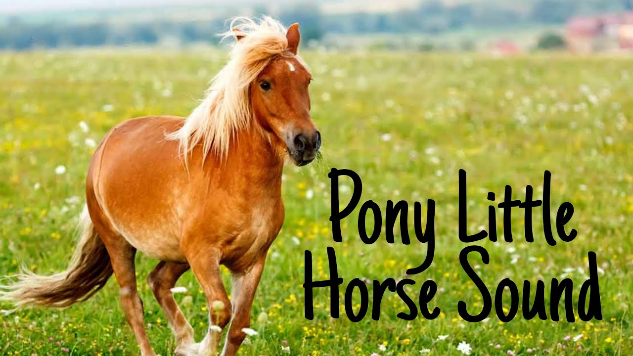 Pony Little Horse Sound Effects HD 4k YouTube