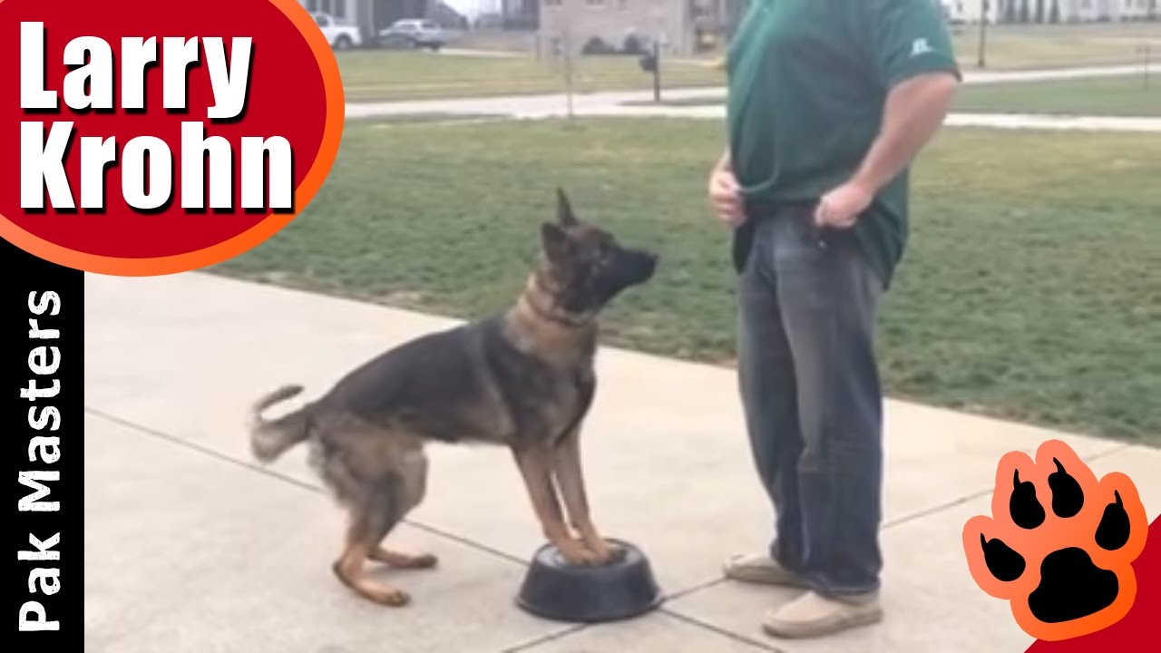 German Shepherd Training Commands the Essential Guide by a Professional Dog  Trainer