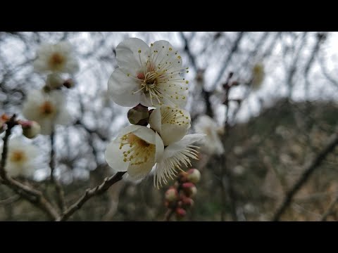 Video: Japanese Apricot