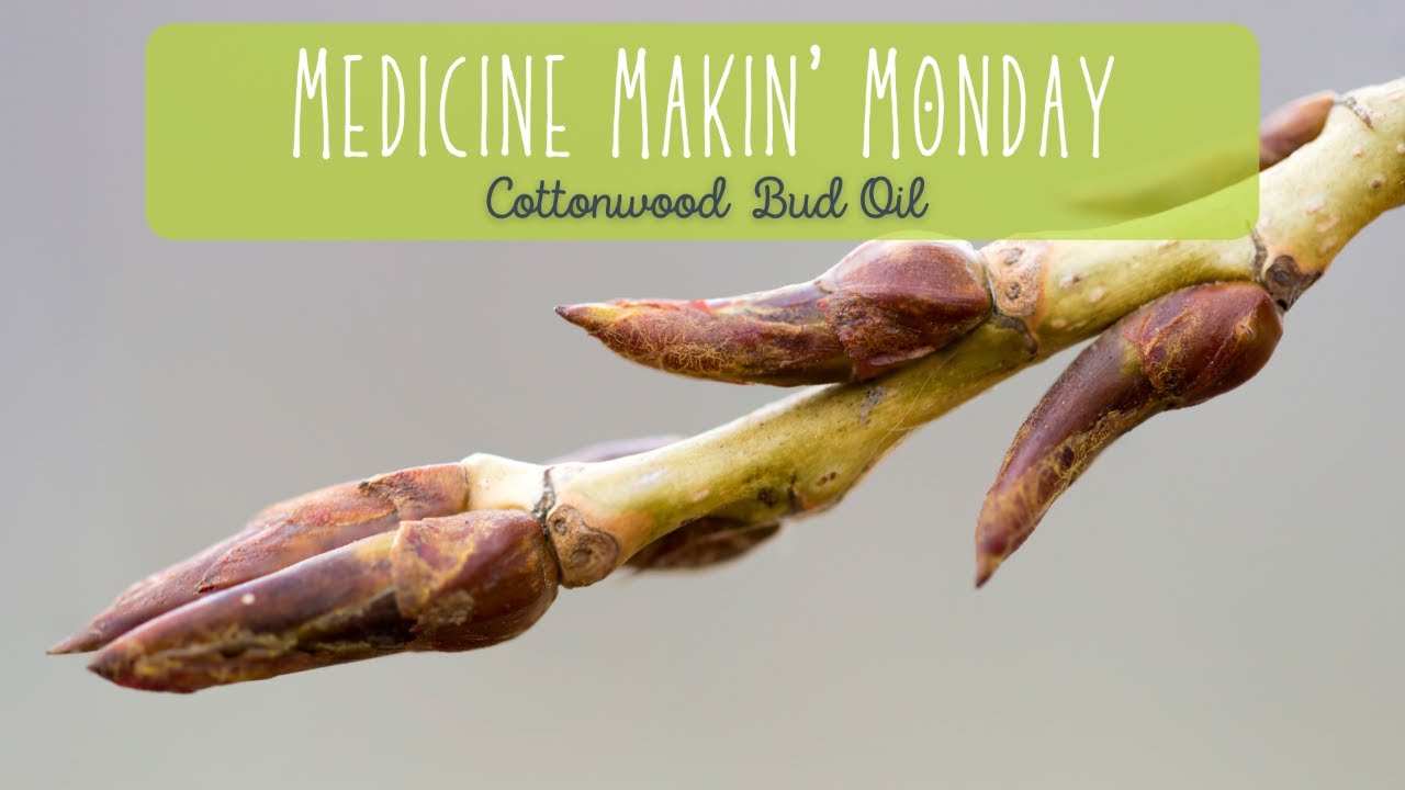 How To Make Cottonwood Bud Oil YouTube