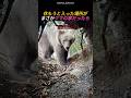 休もうと入った場所がまさかクマの家だったら