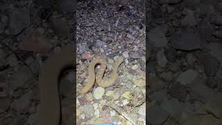 Gently encouraging a sidewinder off the road with a little tippy tap! #snake #wildlife #nature