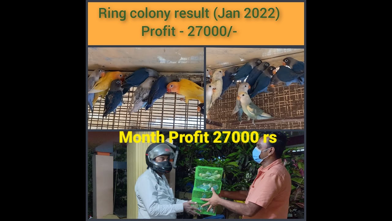 African lovebirds ring colony good result - Jan 2022