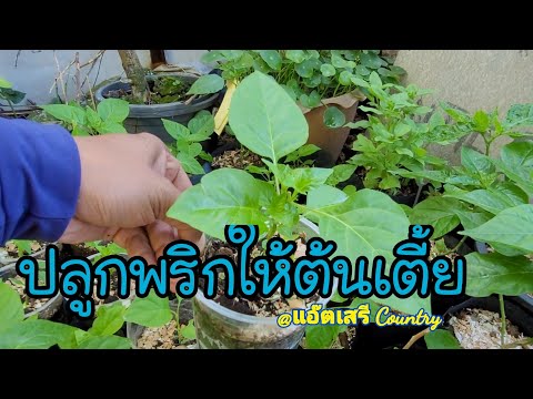 ปลูกพริกให้ต้นเตี้ย พุ่มเตี้ย | แอ๊ตเสรี Country