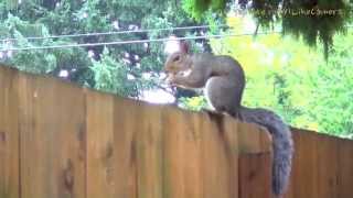 Cute Squirrel Eating Nuts