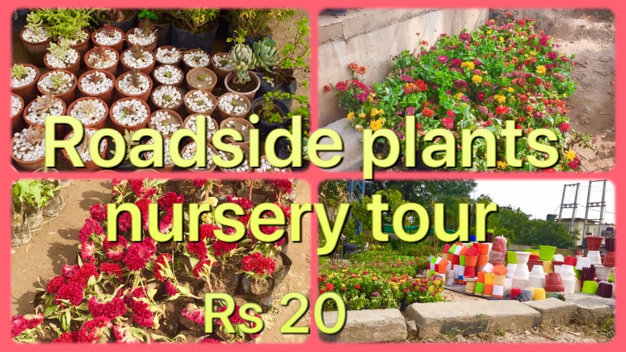 Ludhiana Roadside plants nursery tour 🌱🍀🍂🌸 YouTube