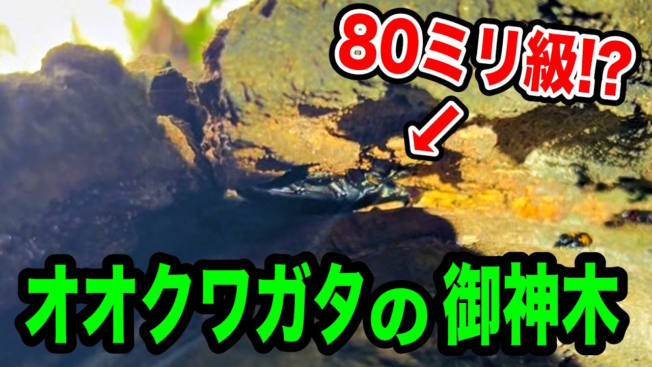 化けモノ級のオオクワガタが潜むヤバイ山に行ってみたら…