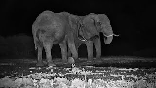 Genet Sneaks Past Elephants