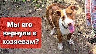 Вернули ли мы щенка обратно?