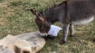 Tiny Plays in The Yard With His Pillow